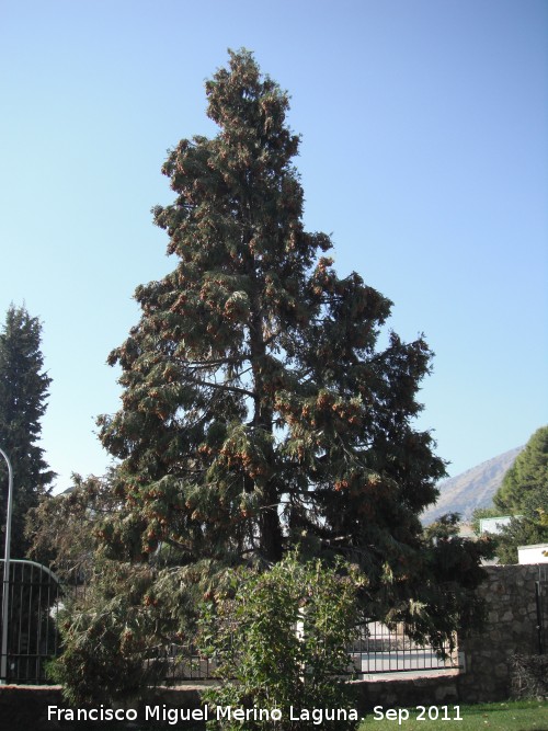 Cedro de incienso - Cedro de incienso. Parque del Seminario - Jan