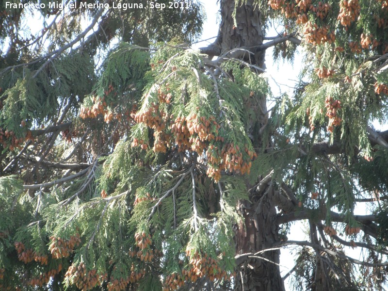 Cedro de incienso - Cedro de incienso. Parque del Seminario - Jan