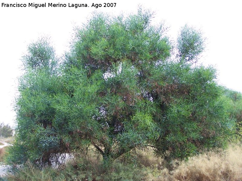 Acacia plateada - Acacia plateada. Santa Pola