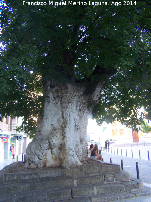 Olmo de Cambil - Olmo de Cambil. 