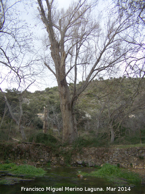 Chopos de Mata Bejid - Chopos de Mata Bejid. Declarado rbol Singular por la Junta de Andaluca