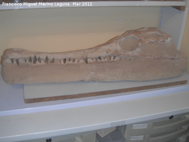 Cocodrilo Steneosaurus - Cocodrilo Steneosaurus. Coleccin de Manuel Caada Blasco. Torredonjimeno