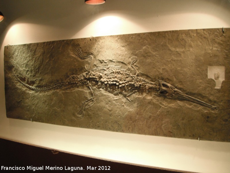 Cocodrilo Steneosaurus - Cocodrilo Steneosaurus. Holzmaden - Alemania