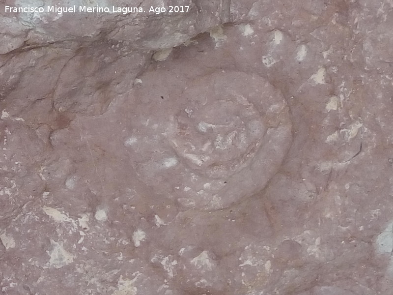 Ammonites Protetragonites - Ammonites Protetragonites. Tajos del Buitre - Campillo de Arenas