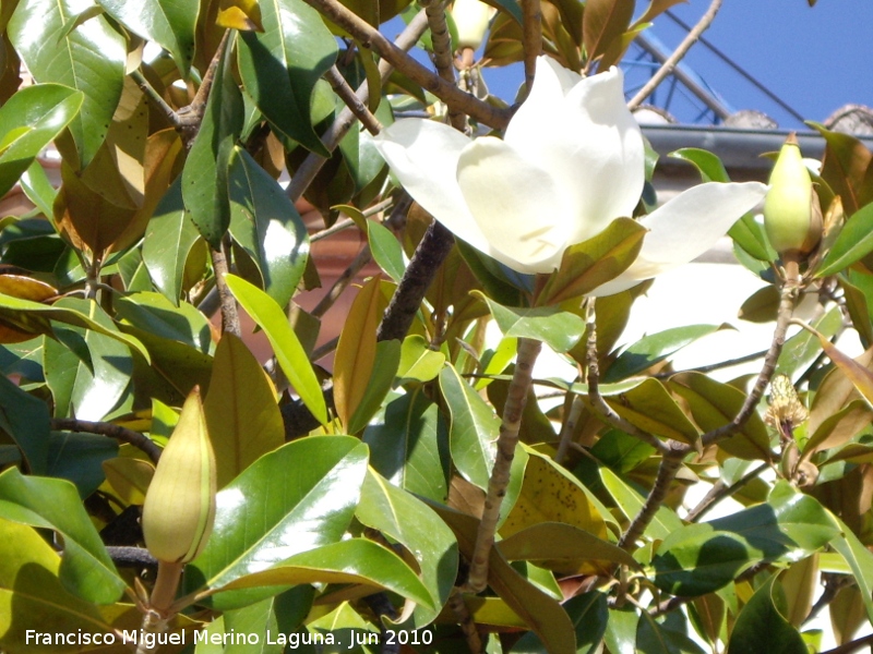 Magnolio - Magnolio. Flor y capullos. Los Villares