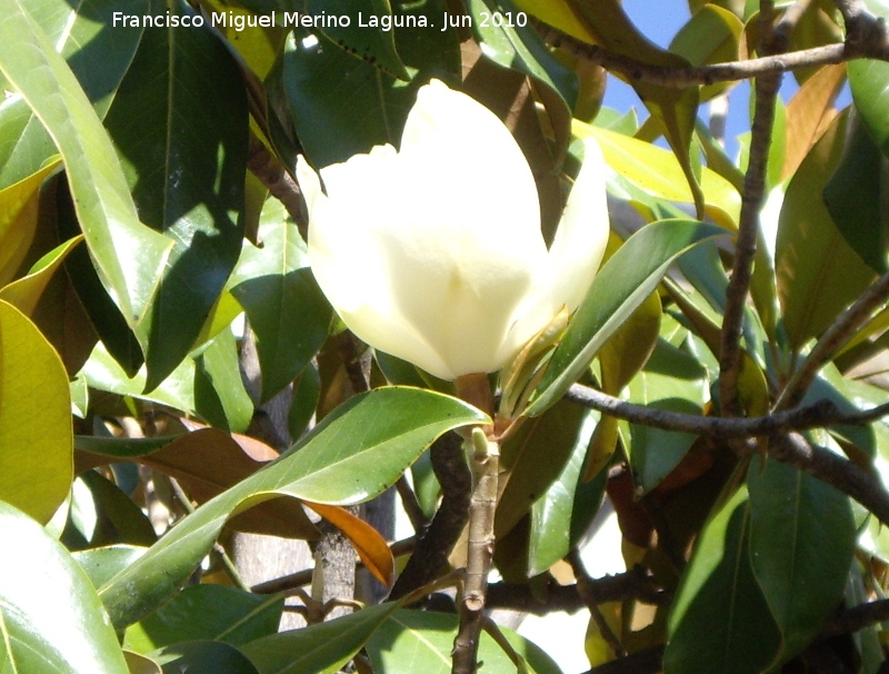 Magnolio - Magnolio. Flor. Los Villares