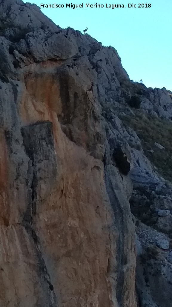 Cerro Alto de la Serrezuela - Cerro Alto de la Serrezuela. Cabra montesa