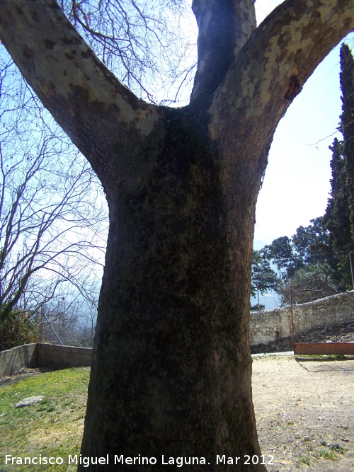 Molino de Trinidad - Molino de Trinidad. Pltano de sombra del molino