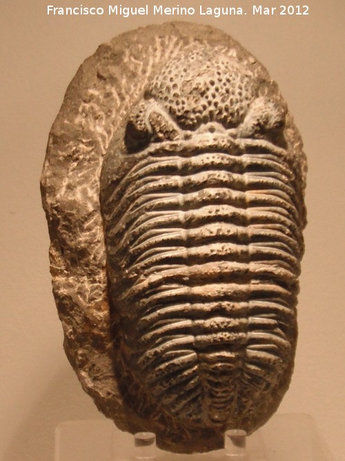 Trilobites Phacops - Trilobites Phacops. Desierto del Sahara