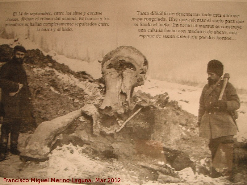 Mamut - Mamut. Hallazgo del primer Mamut en Siberia en 1900