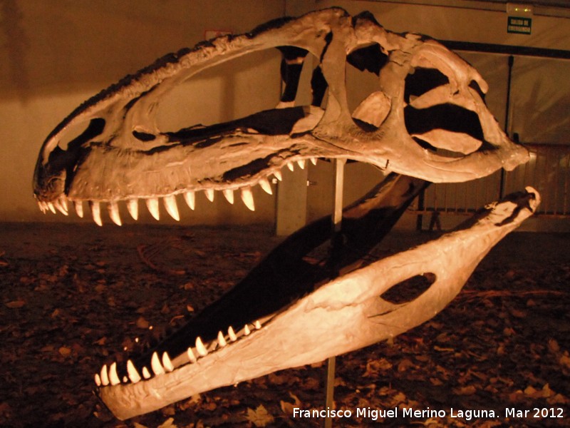 Giganotosaurio - Giganotosaurio. Cabeza