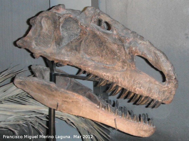 Monolophosaurio - Monolophosaurio. Crneo
