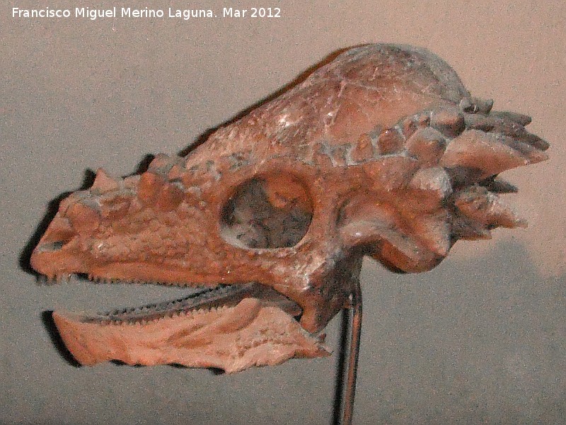 Pachycephalosaurio - Pachycephalosaurio. Crneo