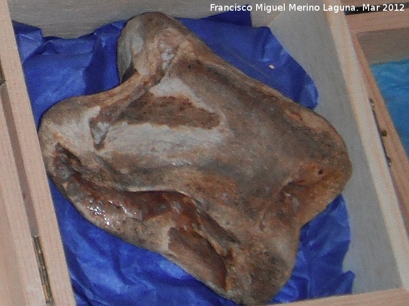 Bisonte gigante - Bisonte gigante. Astrgalo. Mar del Norte