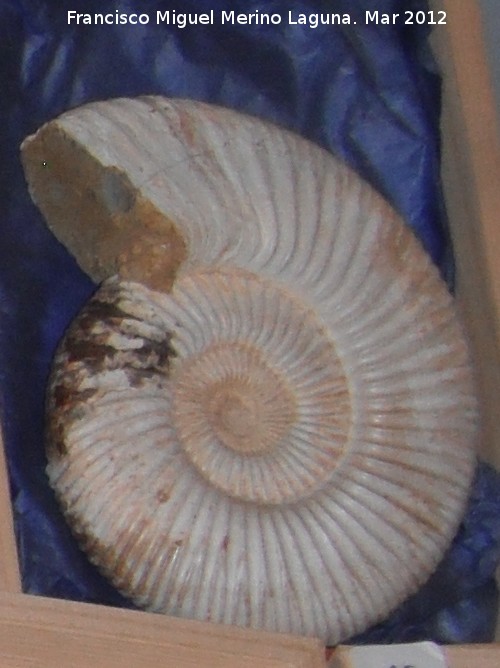 Ammonites Cleoniceras - Ammonites Cleoniceras. Mahajanja - Madagascar