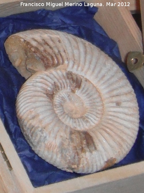 Ammonites Cleoniceras - Ammonites Cleoniceras. Madagascar
