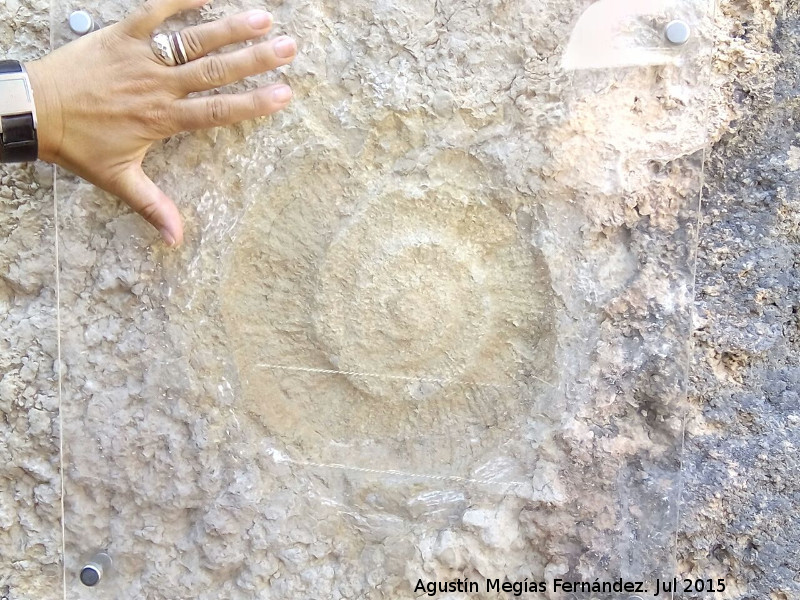 Ammonites Cleoniceras - Ammonites Cleoniceras. Caminito del Rey - Ardales