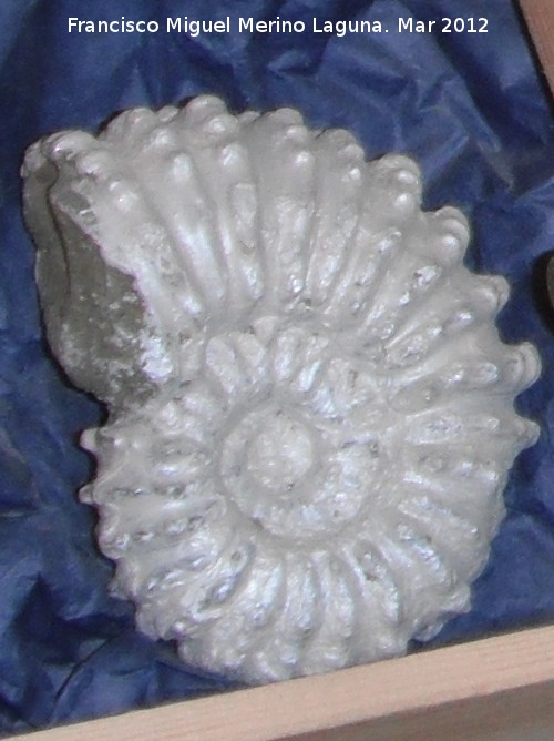 Ammonites Jouaniceras - Ammonites Jouaniceras. Madagascar