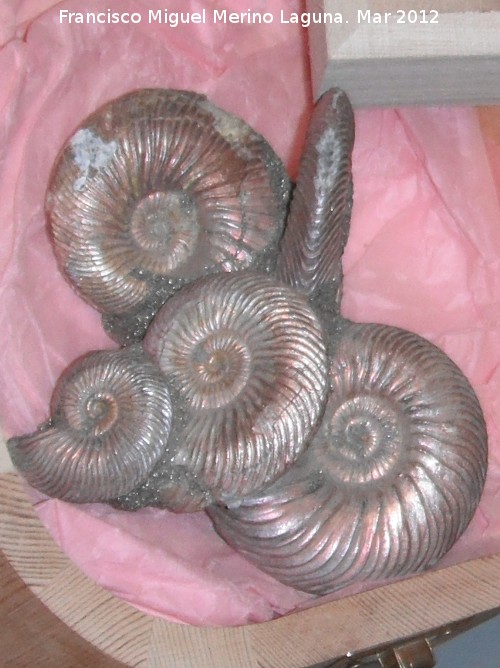 Ammonites Quenstedtoceras - Ammonites Quenstedtoceras. Saratov - Rusia