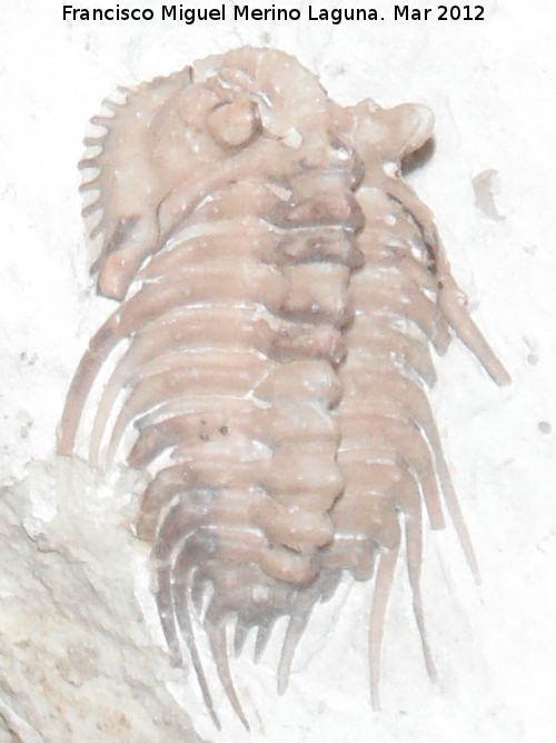 Trilobites Kettneraspis - Trilobites Kettneraspis. Coleccin de Manuel Caada Blasco. Torredonjimeno