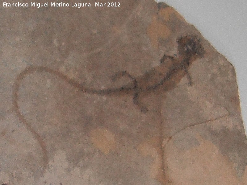 Salamandra Apateon - Salamandra Apateon. Coleccin de Manuel Caada Blasco. Torredonjimeno