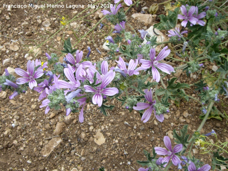 Malva - Malva. Santa Ana - Torredelcampo