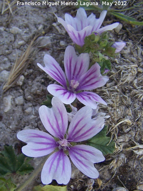 Malva - Malva. Tozar - Mocln