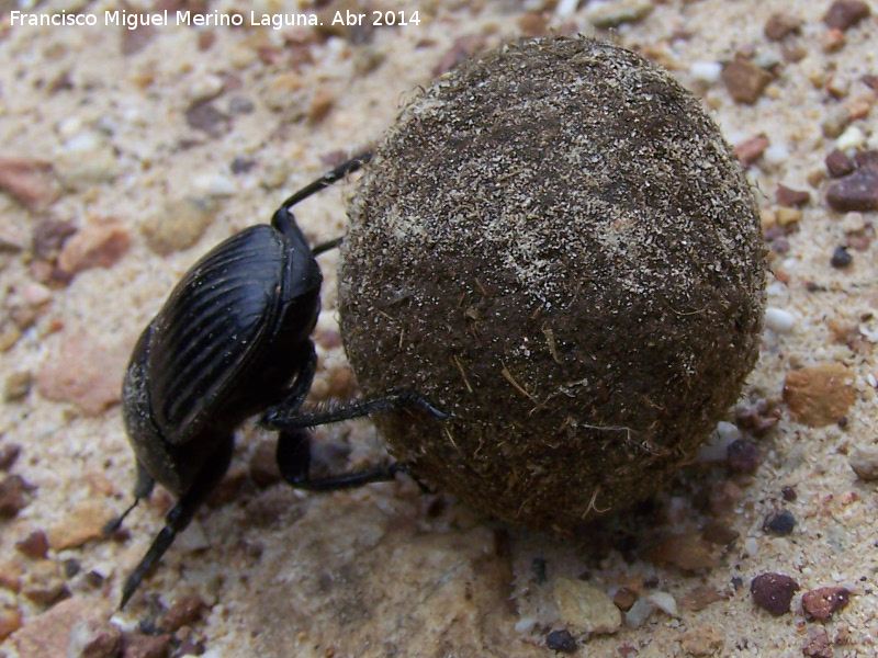 Escarabajo estercolero - Escarabajo estercolero. Sierra de Navalmanzano - Fuencaliente