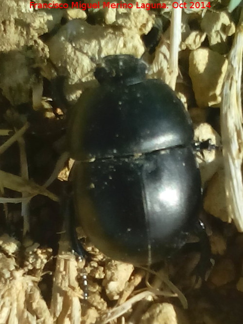 Escarabajo geotrupido - Escarabajo geotrupido. Los Hoyones - Noalejo