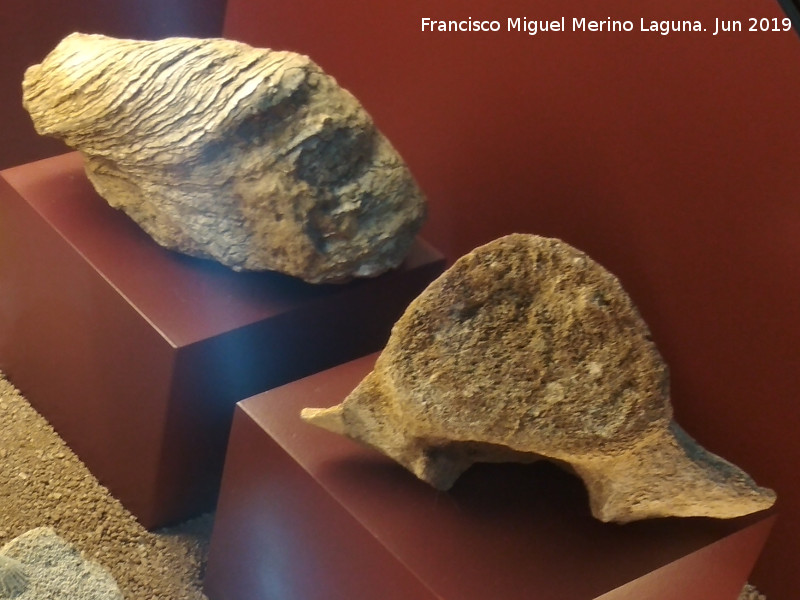 Aldea El Chorro - Aldea El Chorro. Fragmento de mandgula y vrtebra de cetaceo. Centro de Interpretacin de la Prehistoria de Ardales