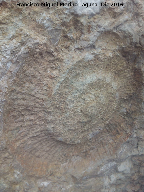 Desfiladero de los Gaitanes - Desfiladero de los Gaitanes. Ammonites