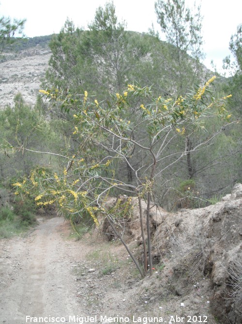 Acacia saligna - Acacia saligna. Paraje Gins - Ardales