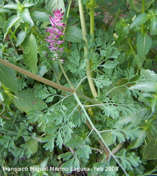 Fumaria muralis - Fumaria muralis. Navas de San Juan