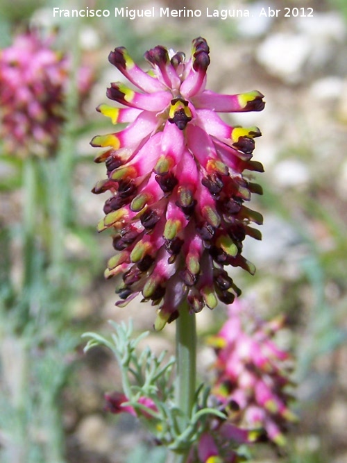 Fumaria densiflora - Fumaria densiflora. Cazalla - Crcheles
