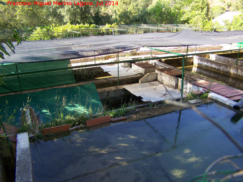 Piscifactora de Ro Borosa - Piscifactora de Ro Borosa. Piscinas para la cra de la trucha