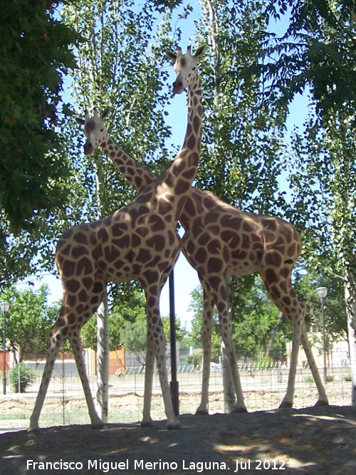 Animales de la Avenida de Amrica - Animales de la Avenida de Amrica. Jifafas