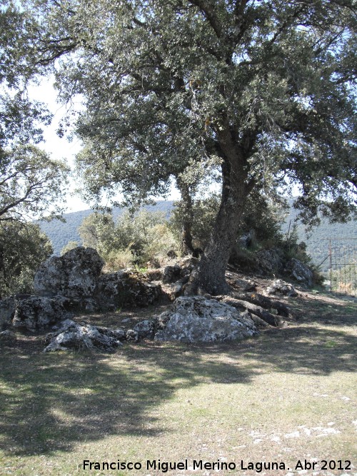 Cortijo Cerrillo de la Cima - Cortijo Cerrillo de la Cima. Encina y piedras donde se sentaba el Santo Luisico