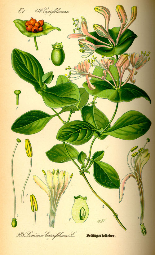 Madreselva morisca - Madreselva morisca. Wikipedia