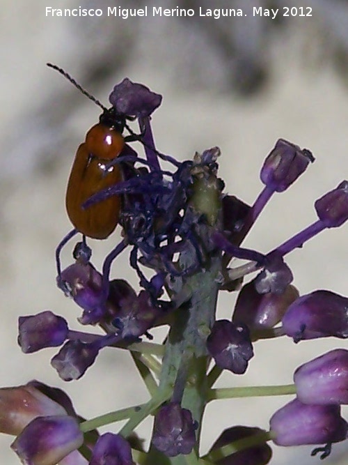 Escarabajo galeruca de los narcisos - Escarabajo galeruca de los narcisos. El Hacho - Alcalá la Real