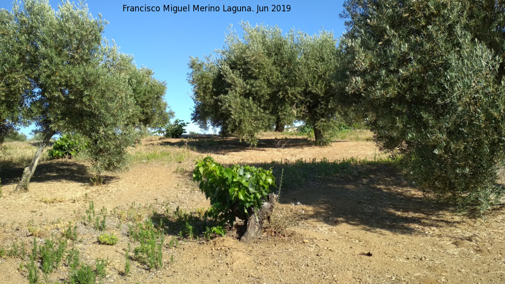 Frailes - Frailes. Vides entre olivos. Las Nogueras