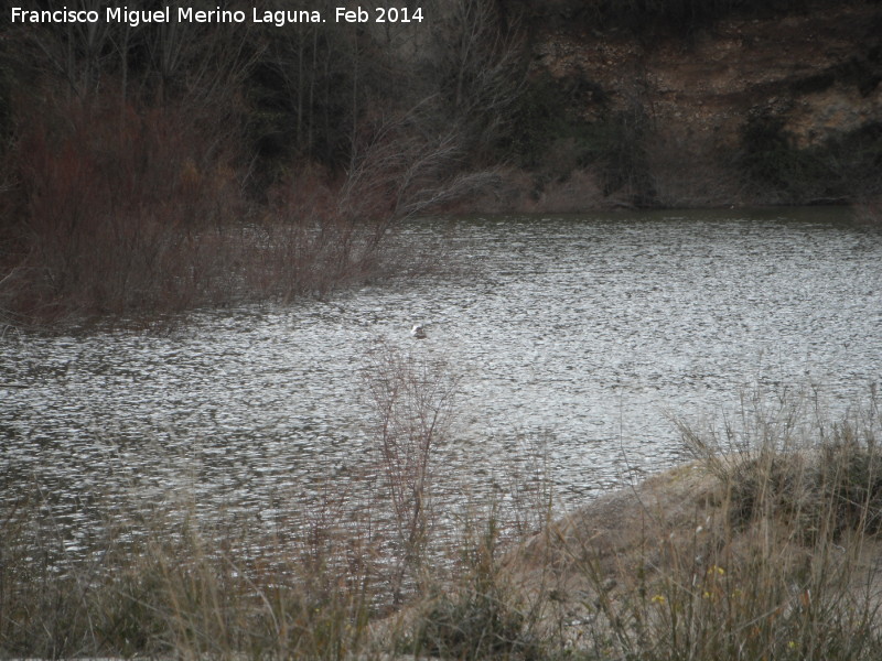 Cantera de Bartolom - Cantera de Bartolom. Laguna