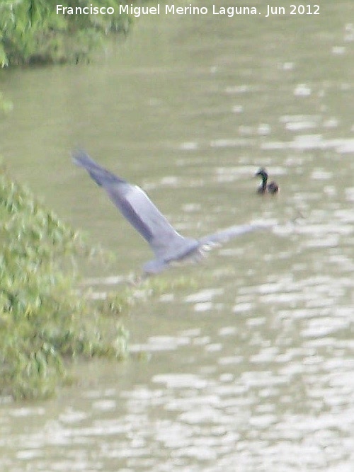 Sotos de la Albolafia - Sotos de la Albolafia. Aves