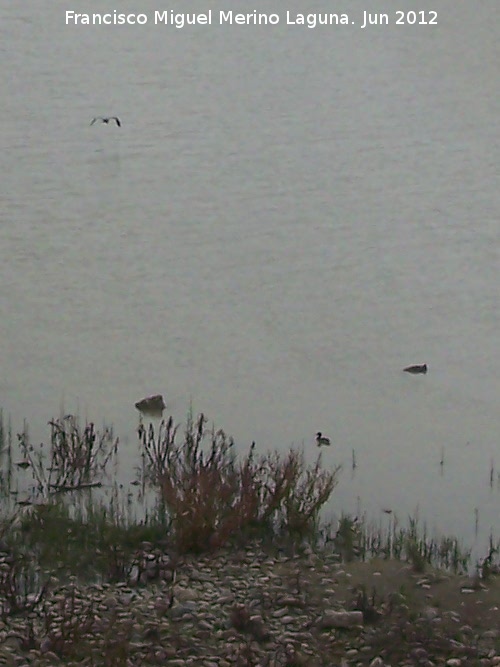 Sotos de la Albolafia - Sotos de la Albolafia. Aves