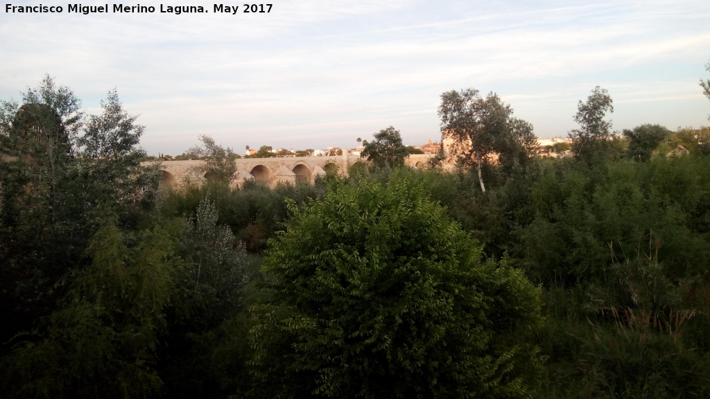 Sotos de la Albolafia - Sotos de la Albolafia. Noria del Molino de la Albolafia y Puente romano al fondo