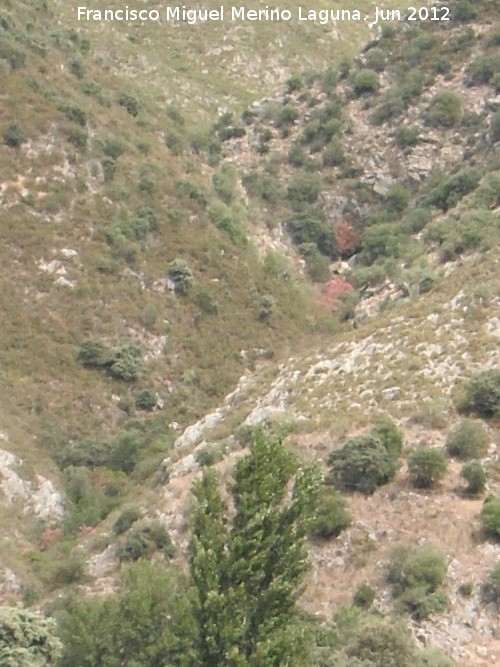 Arroyo de los Majales - Arroyo de los Majales. 