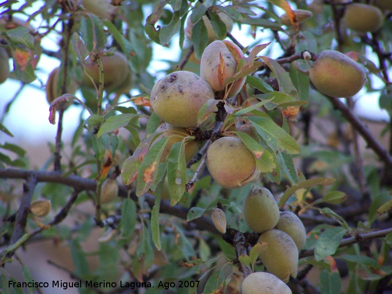 Almendro - Almendro. Los Villares