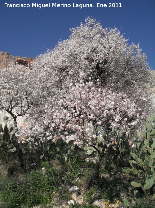 Almendro - Almendro. Fuente de la Pea - Jan