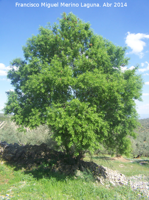 Almendro - Almendro. Las Yeseras - Navas de San Juan