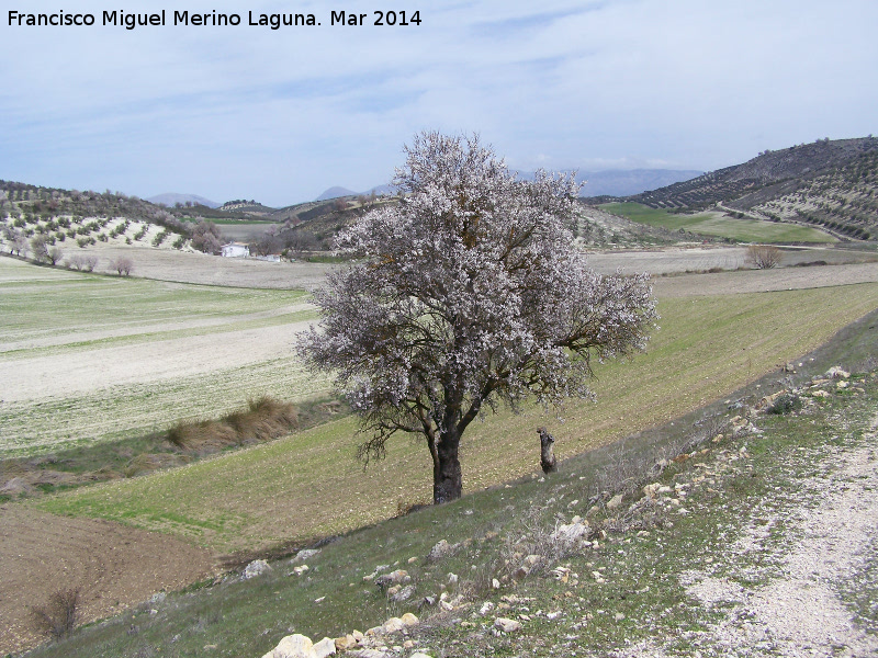 Almendro - Almendro. Montejcar