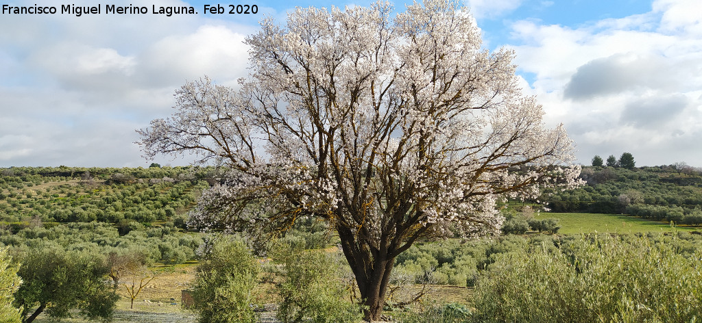 Almendro - Almendro. Almendro de la Monea - Rus